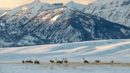 National Elk Refuge