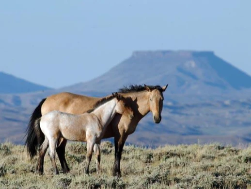 Pilot Butte Wild Horse Scenic Loop