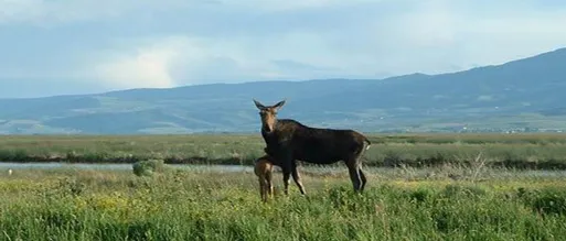 Bear Lake National Wildlife Refuge in Montpelier, ID